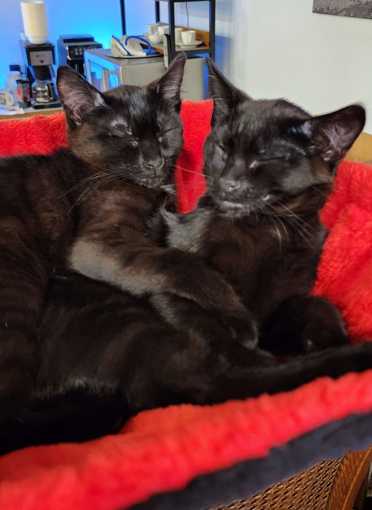 Luca and Cosmo