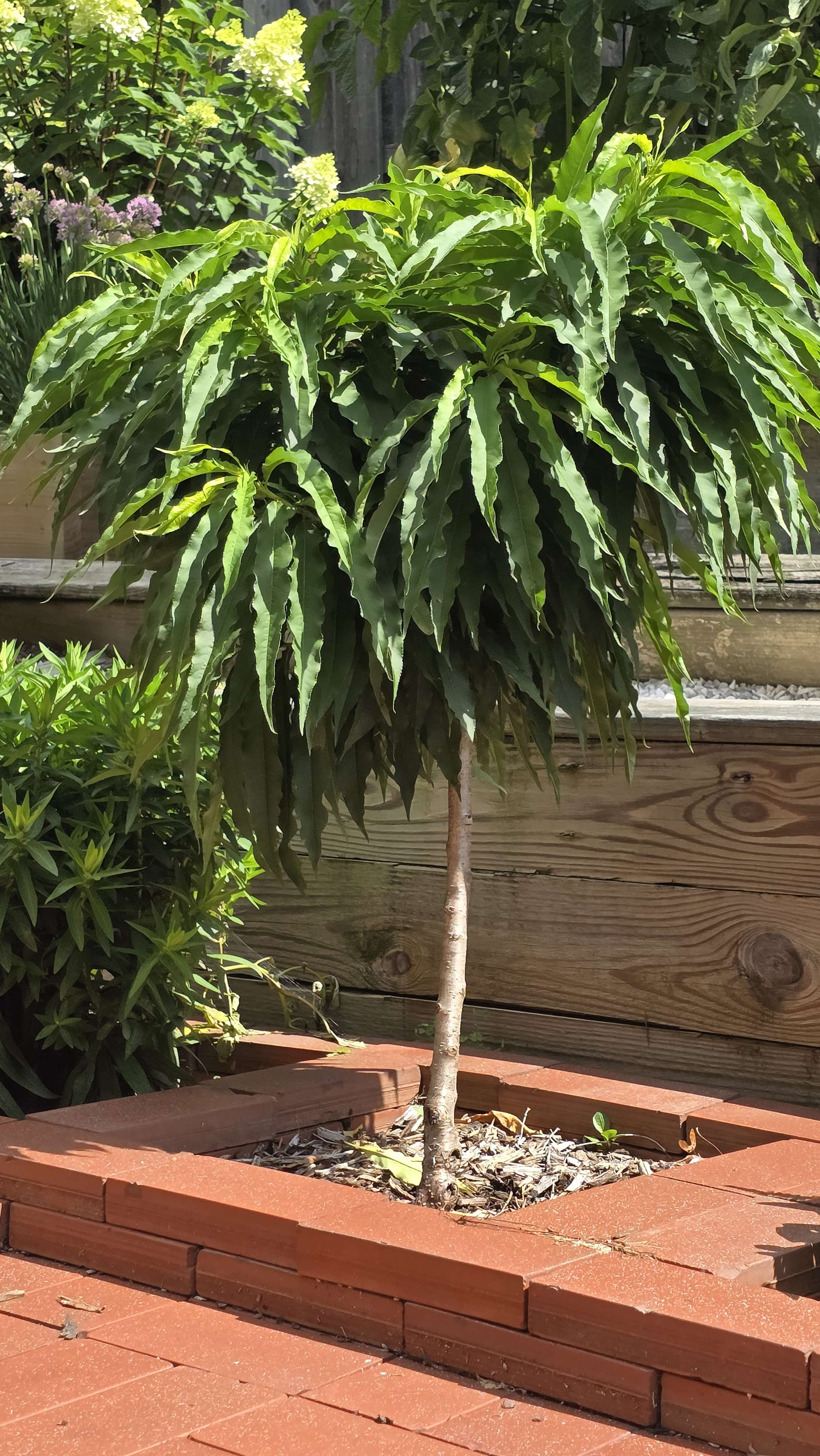 Dwarf peach tree 2025 summer reference