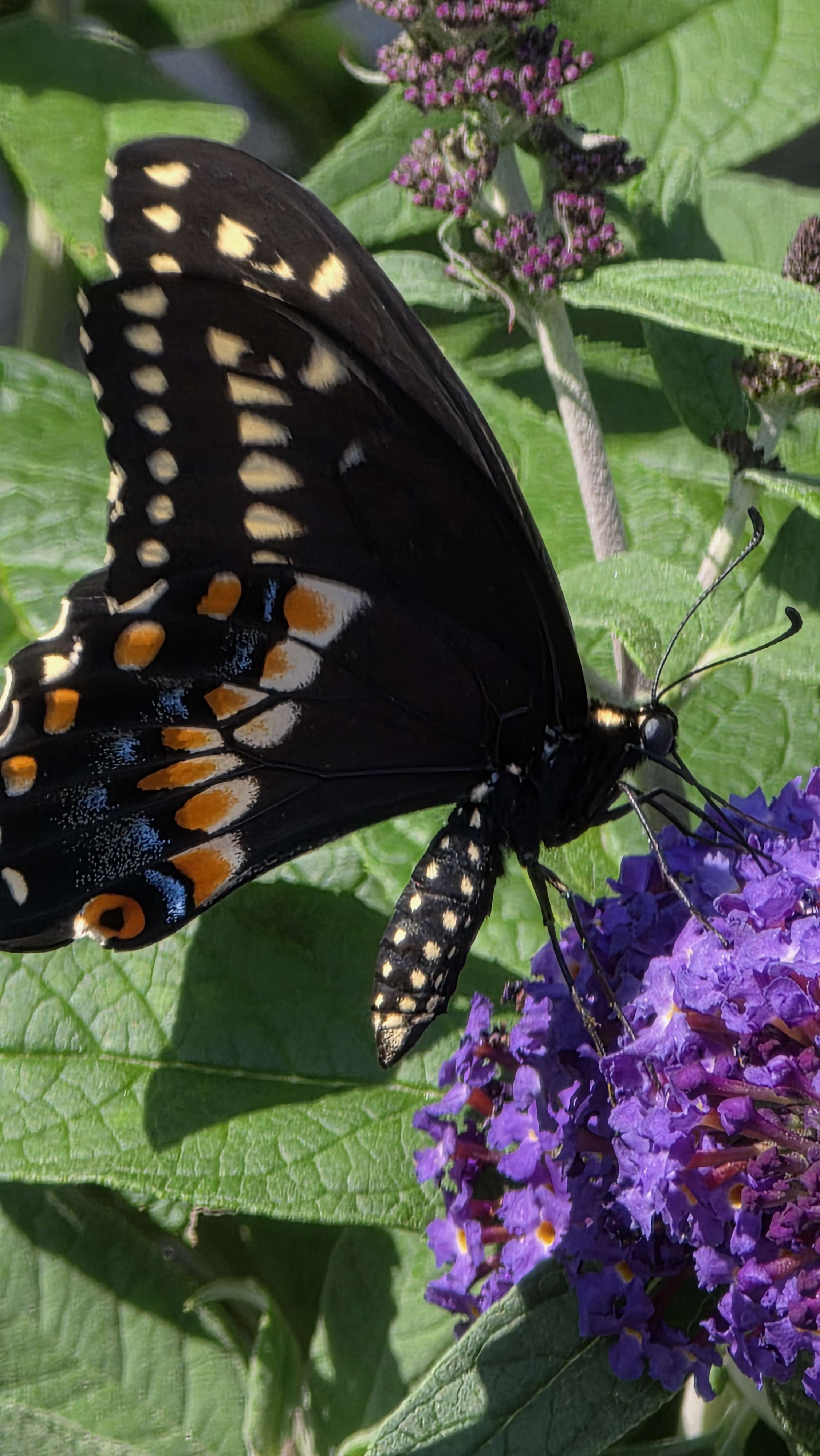 Male eastern black swallowtail on butterfly bush