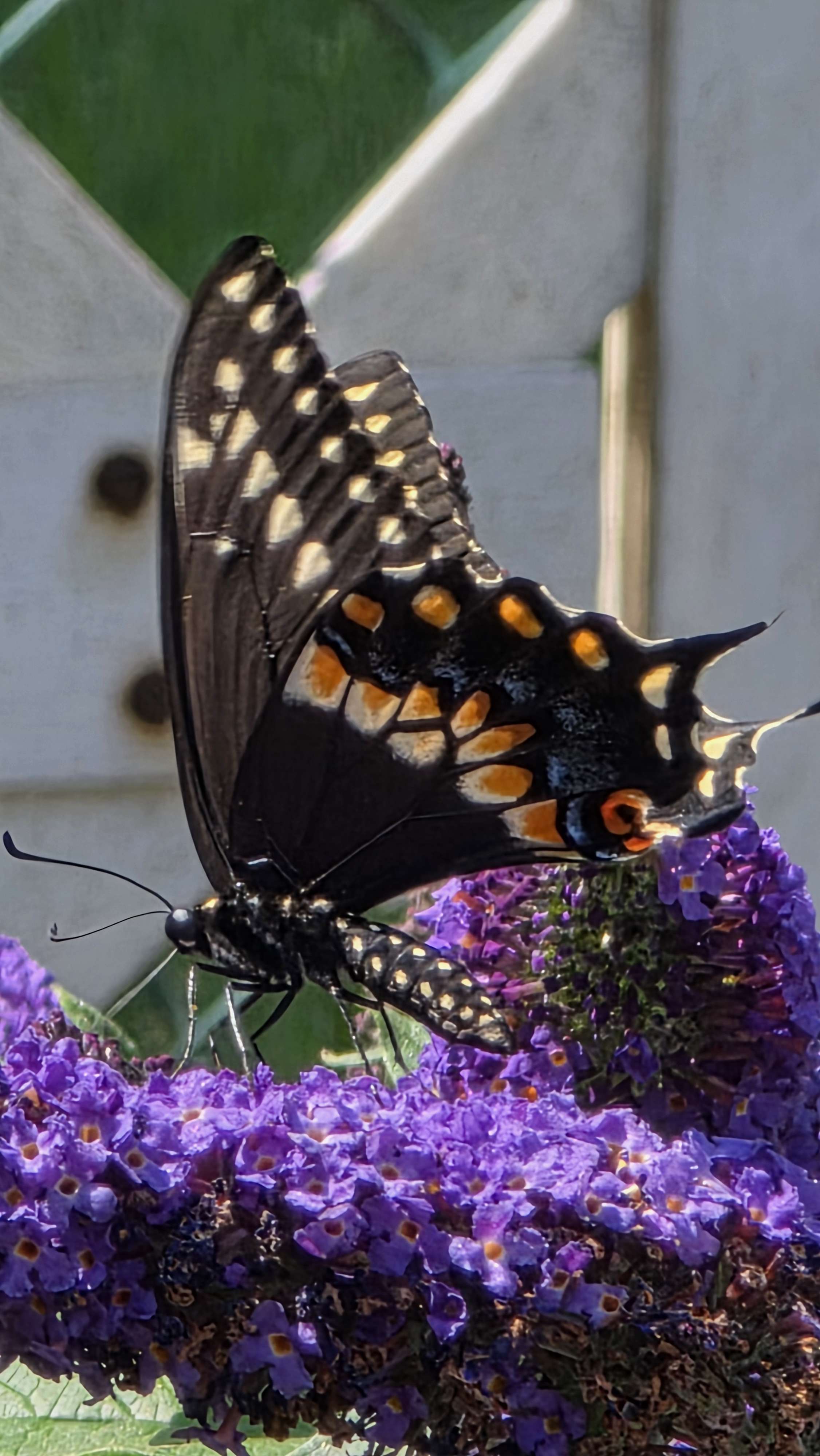Eastern black swallowtail on butterfly bush 2025