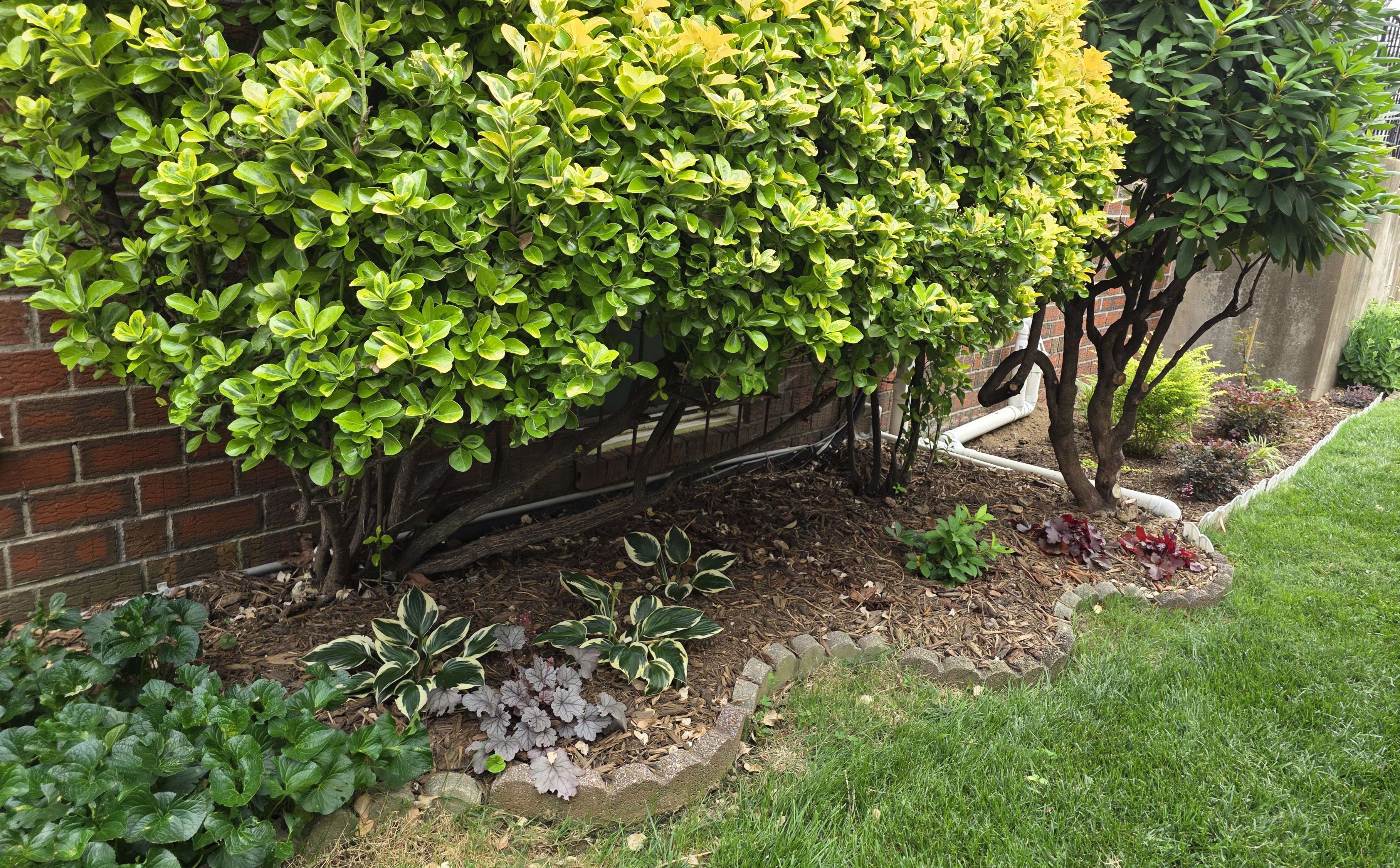 Gold Dust Aucuba and hosta border 2025