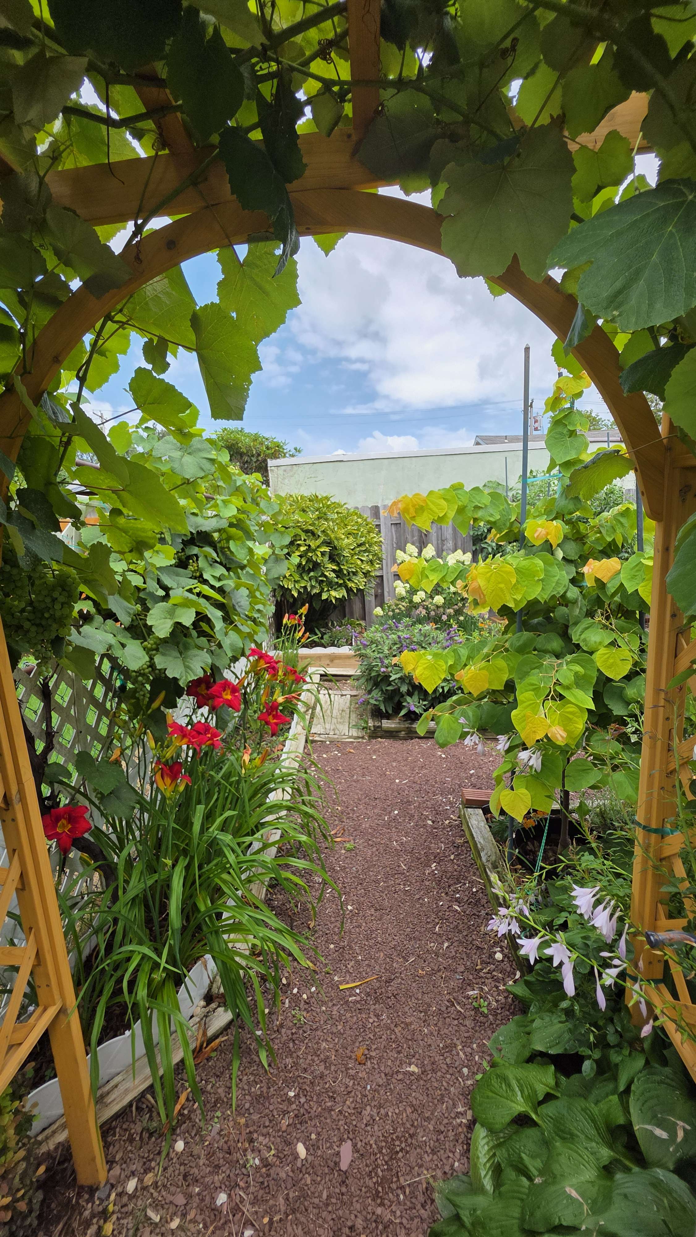 Grape archway 2025