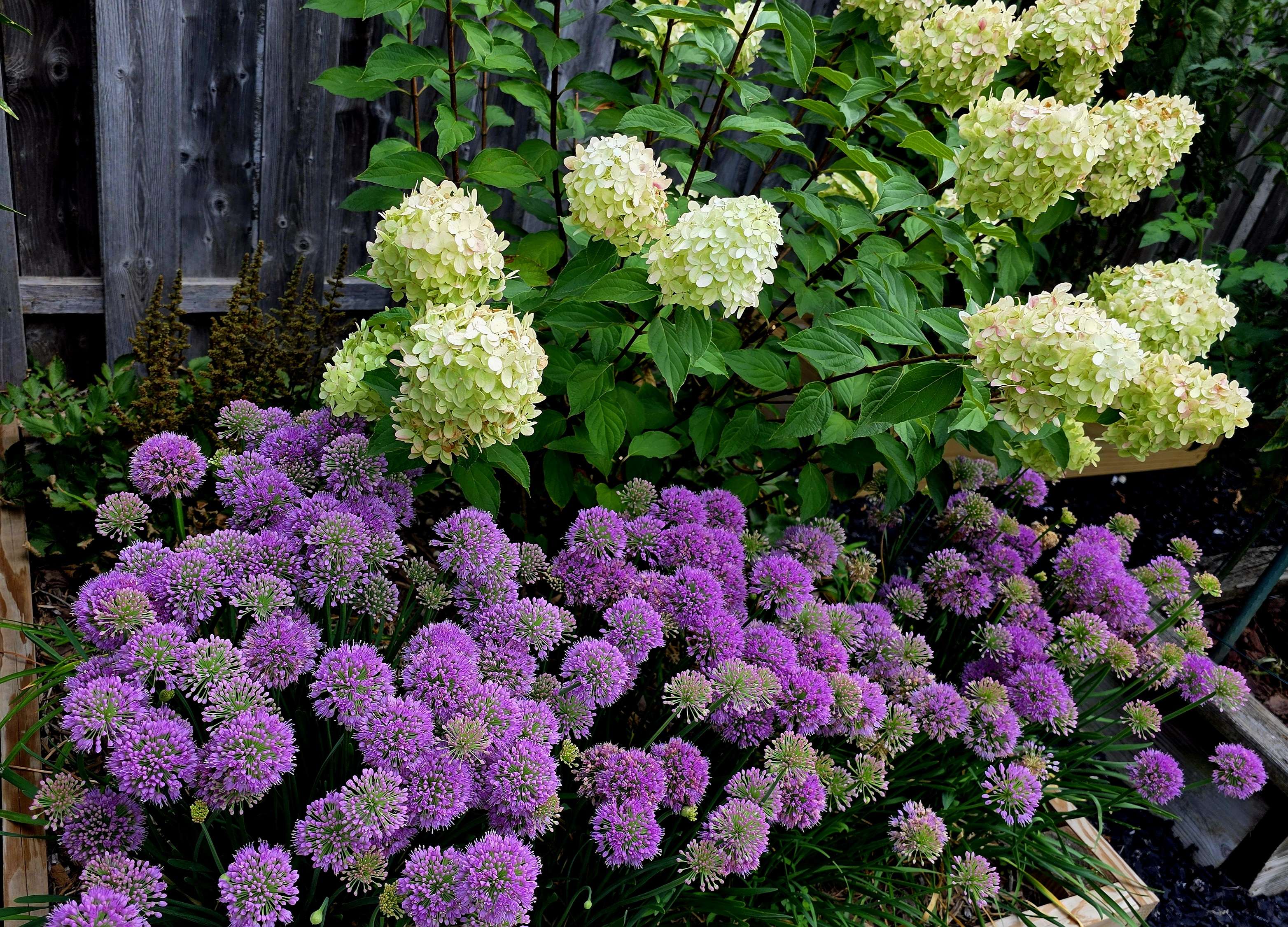 Hydrangea allium bed 2025 view 2