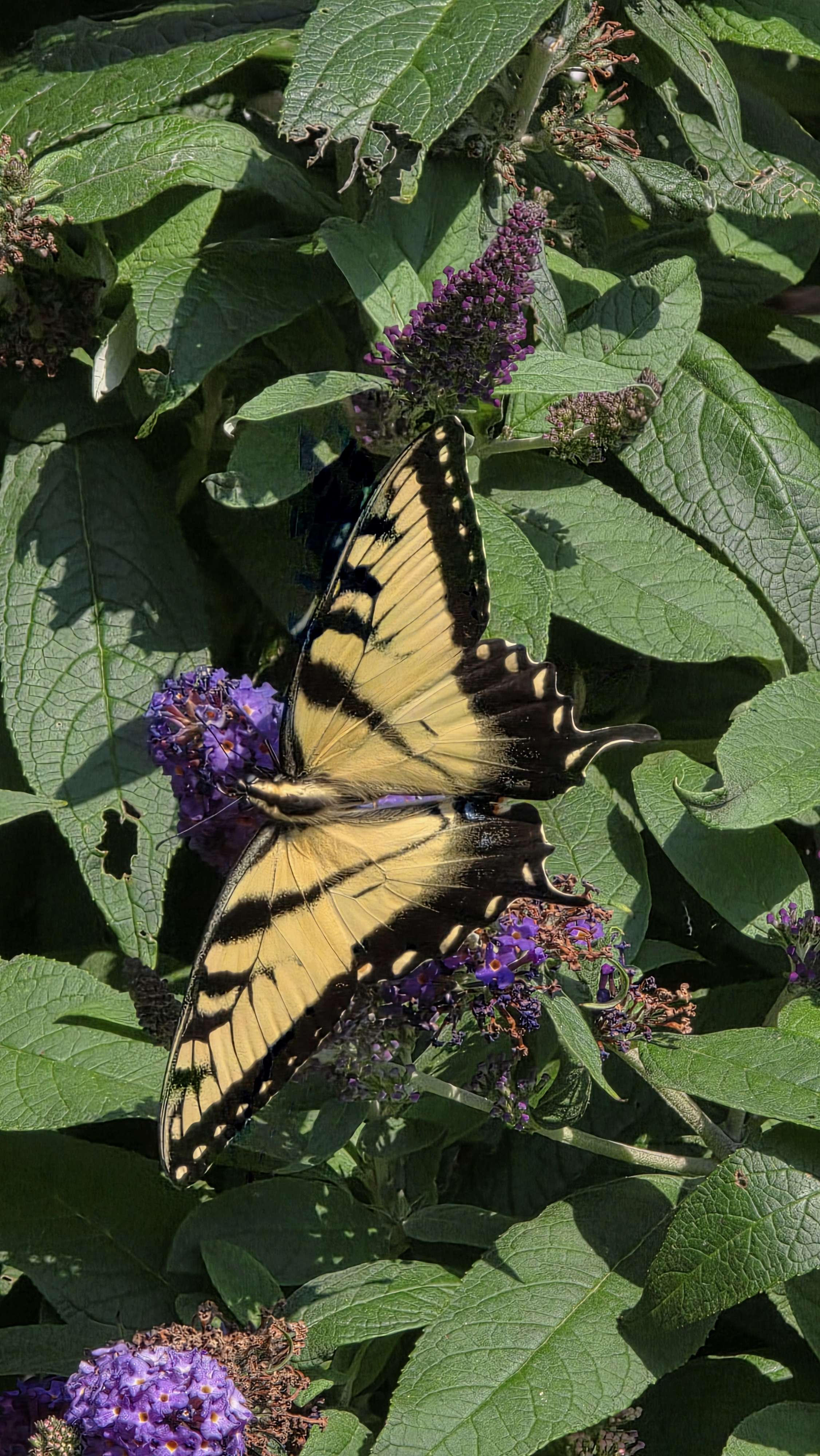 Eastern tiger swallowtail at the tomato tower bed (2025 reference)