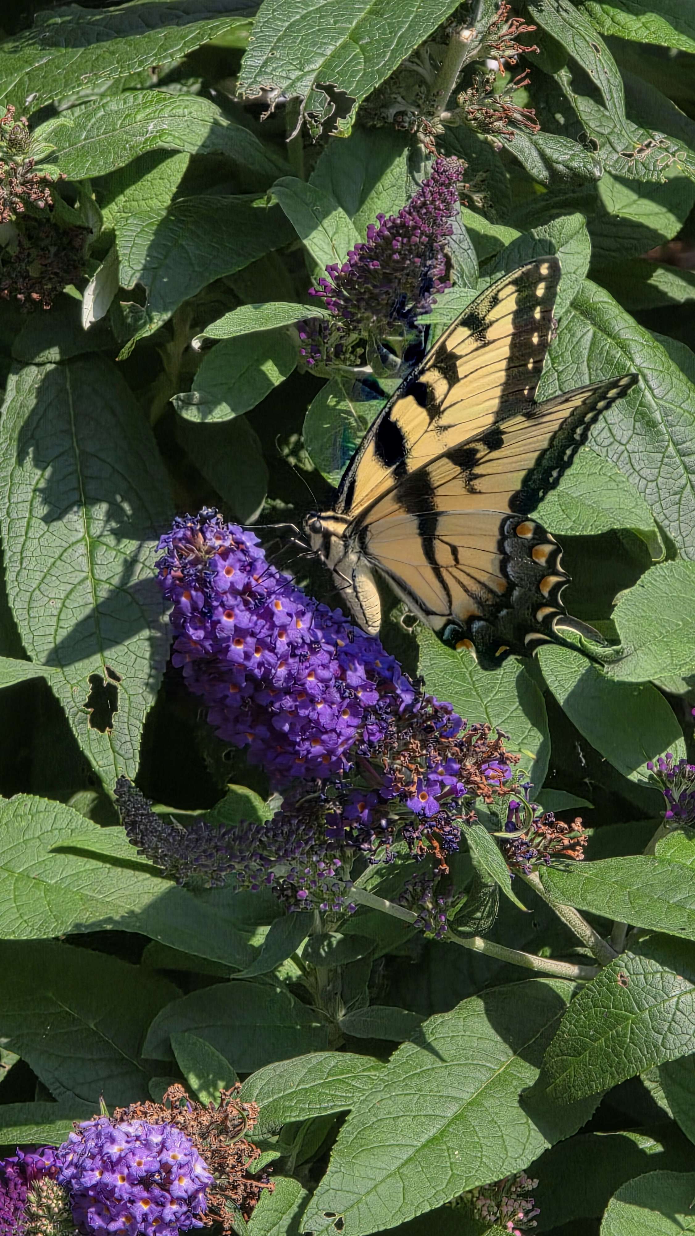 Eastern tiger swallowtail, alternate frame