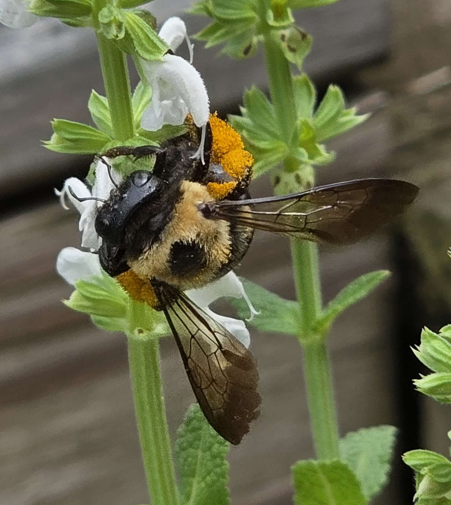 Bumblebee on salvia