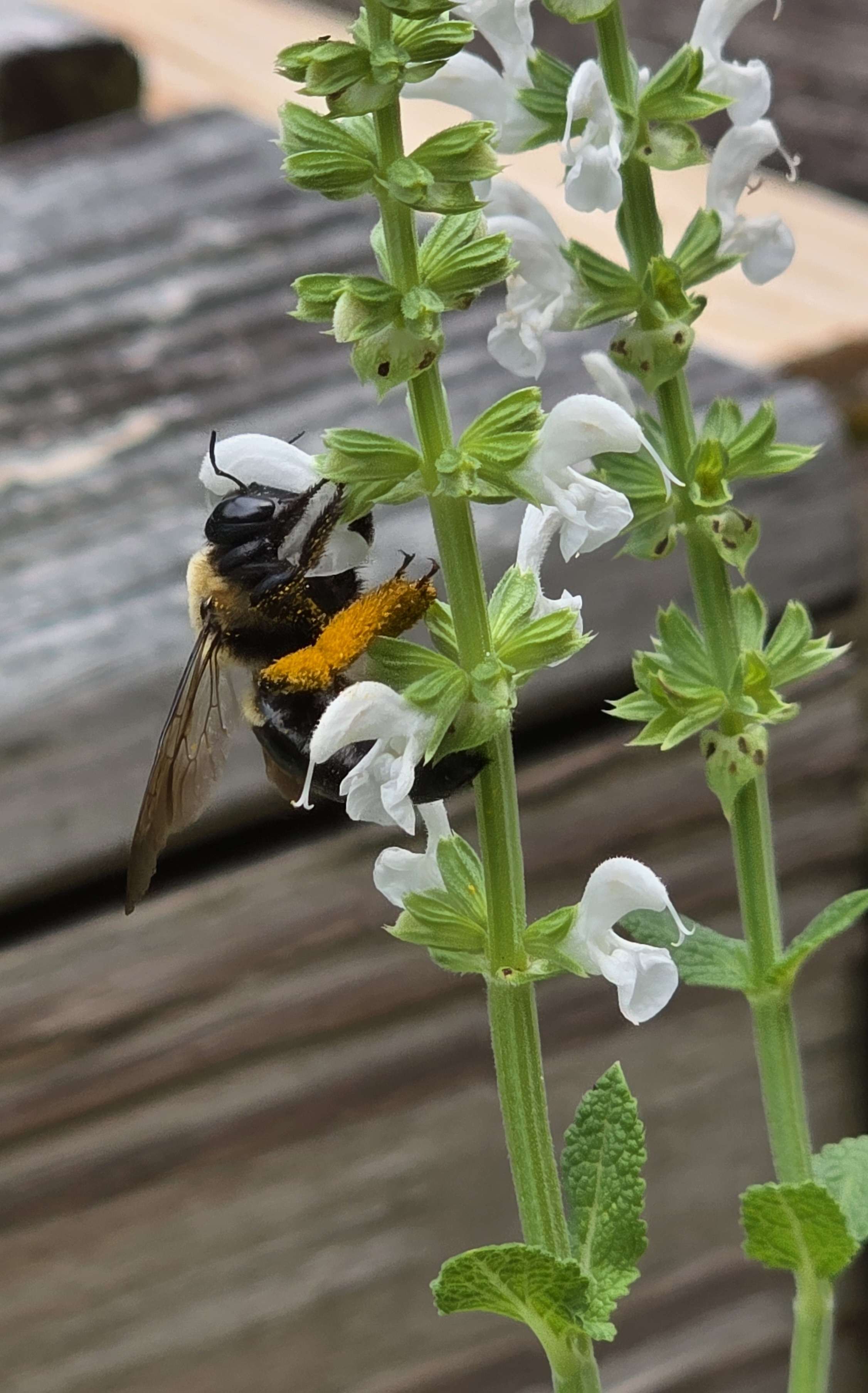 Bumblebee on white salvia