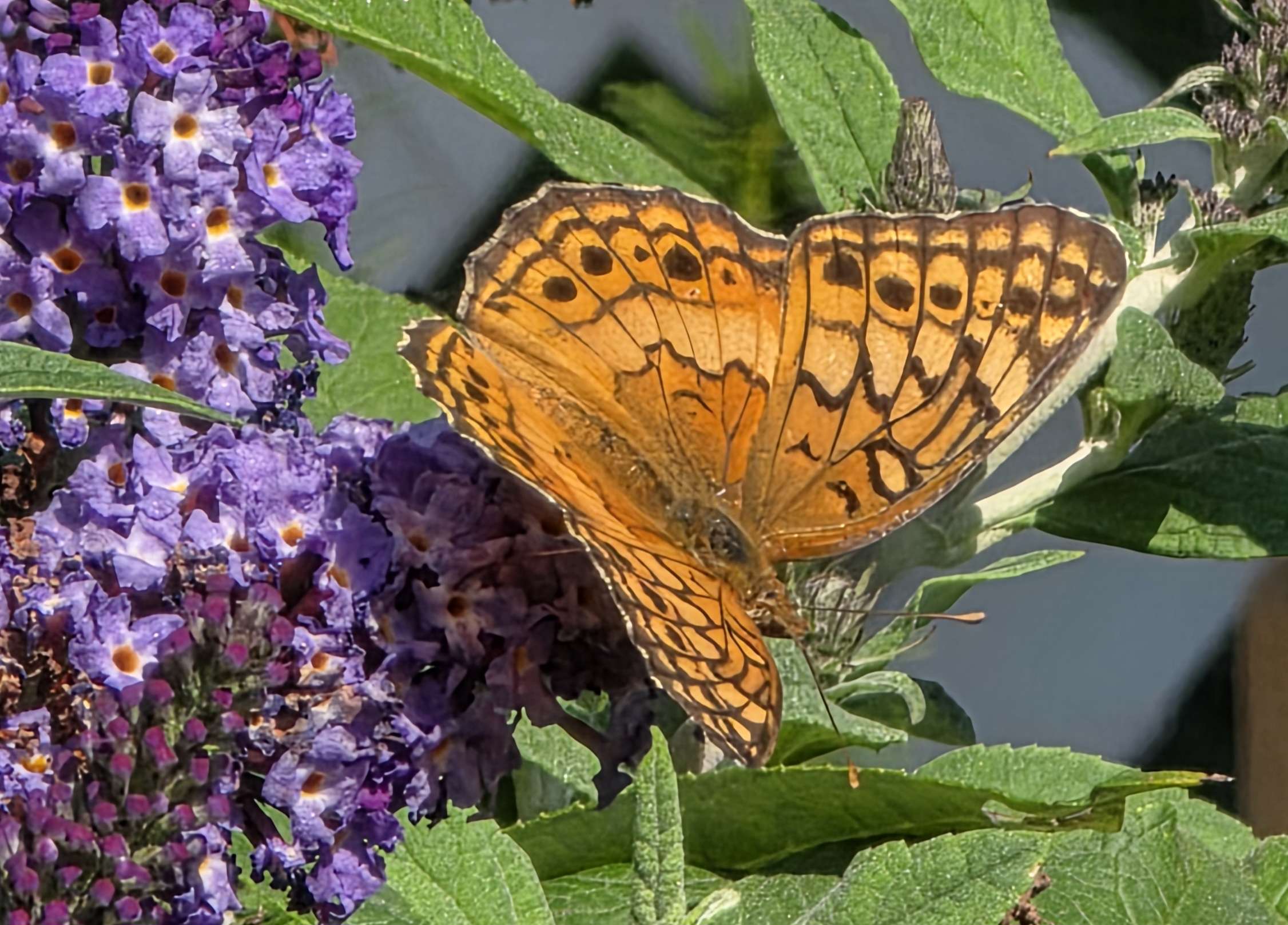 Fritillary butterfly on buddleia