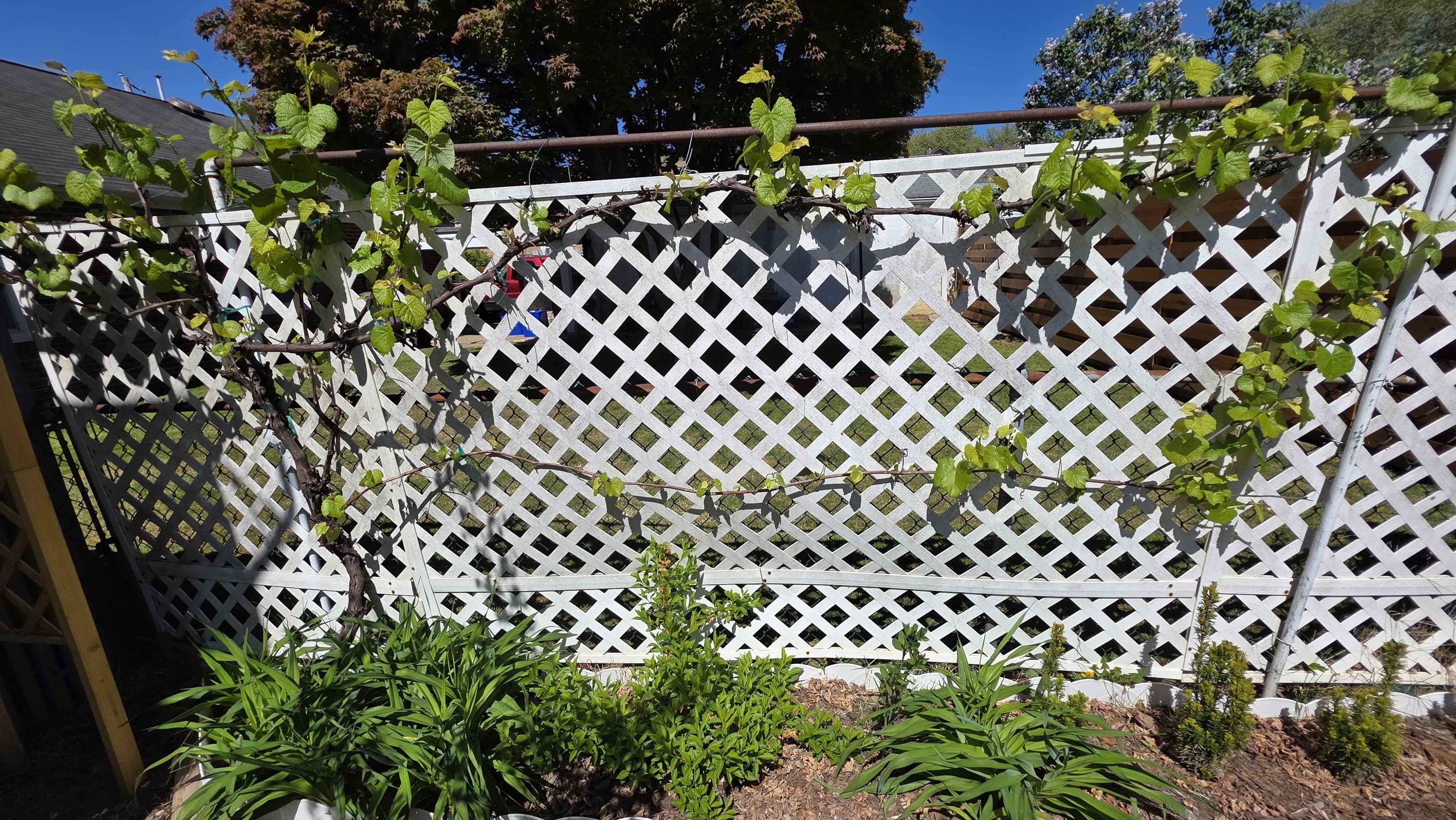 Leafing out on the arbor