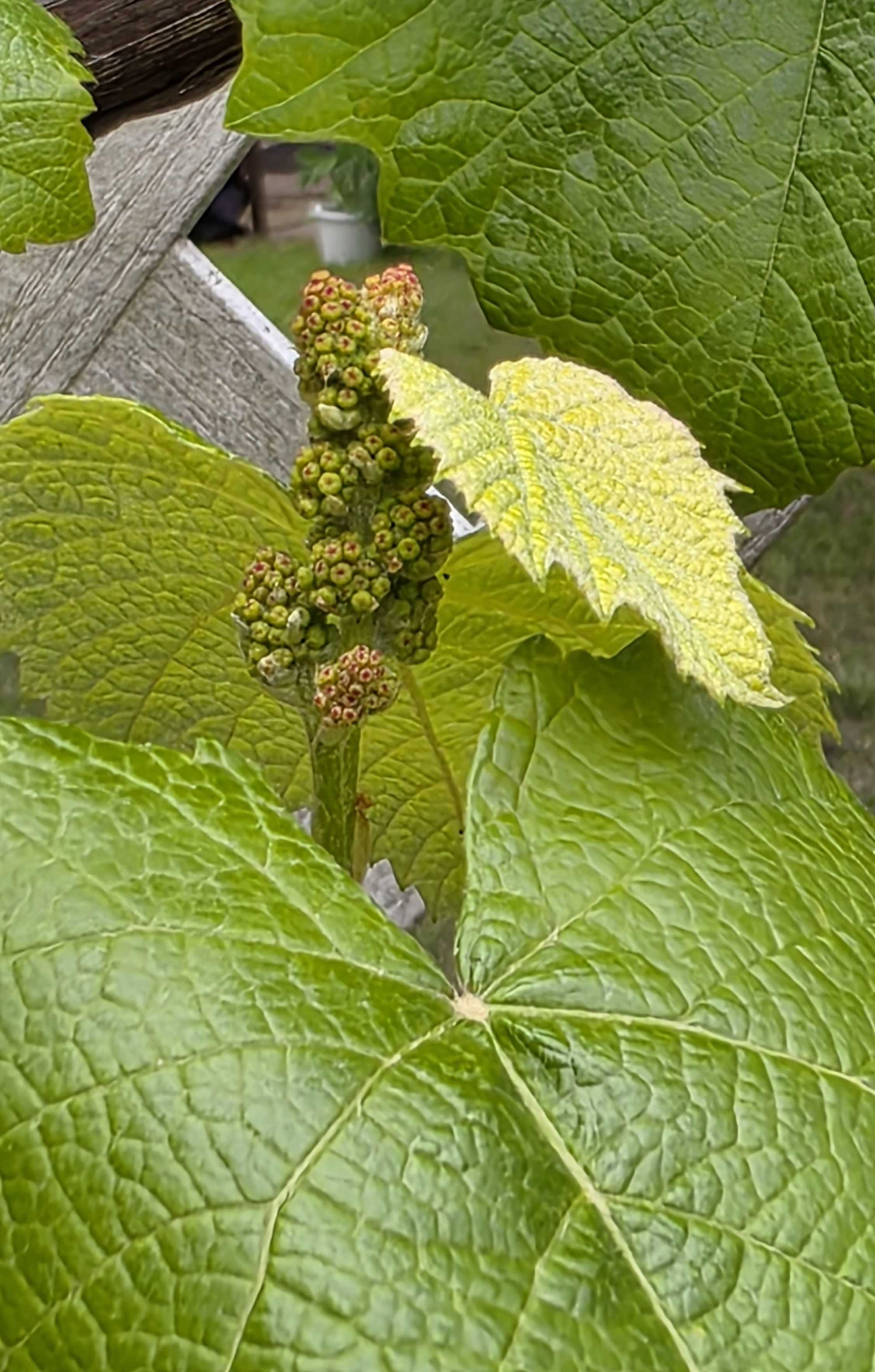 Grape clusters forming