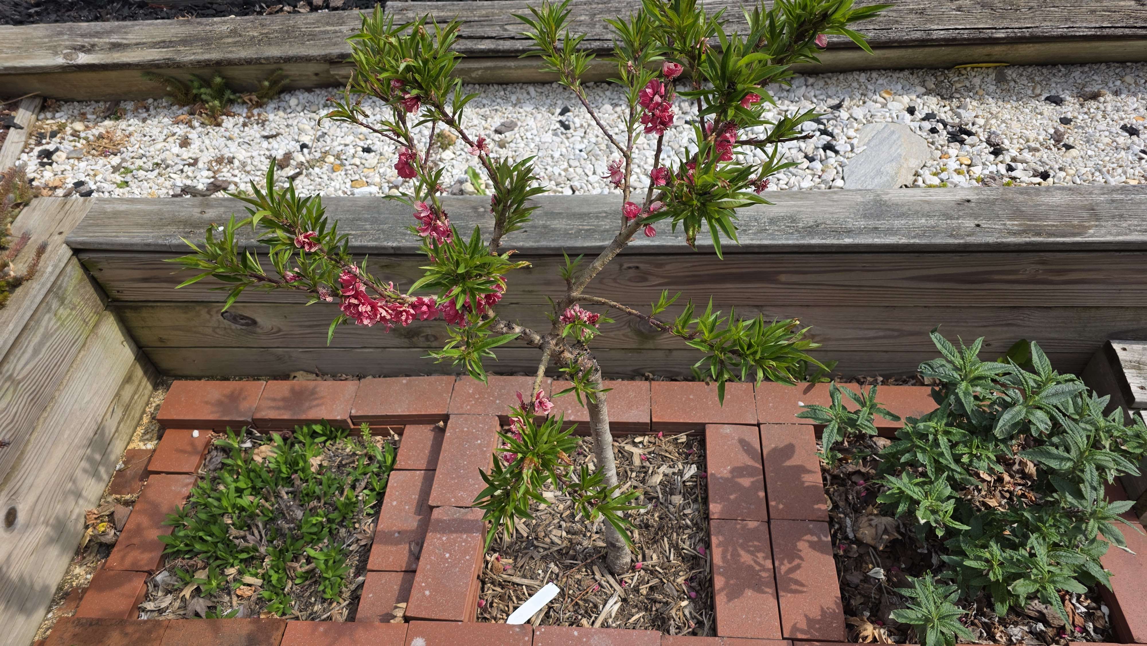 Dwarf peach centered in layered bed