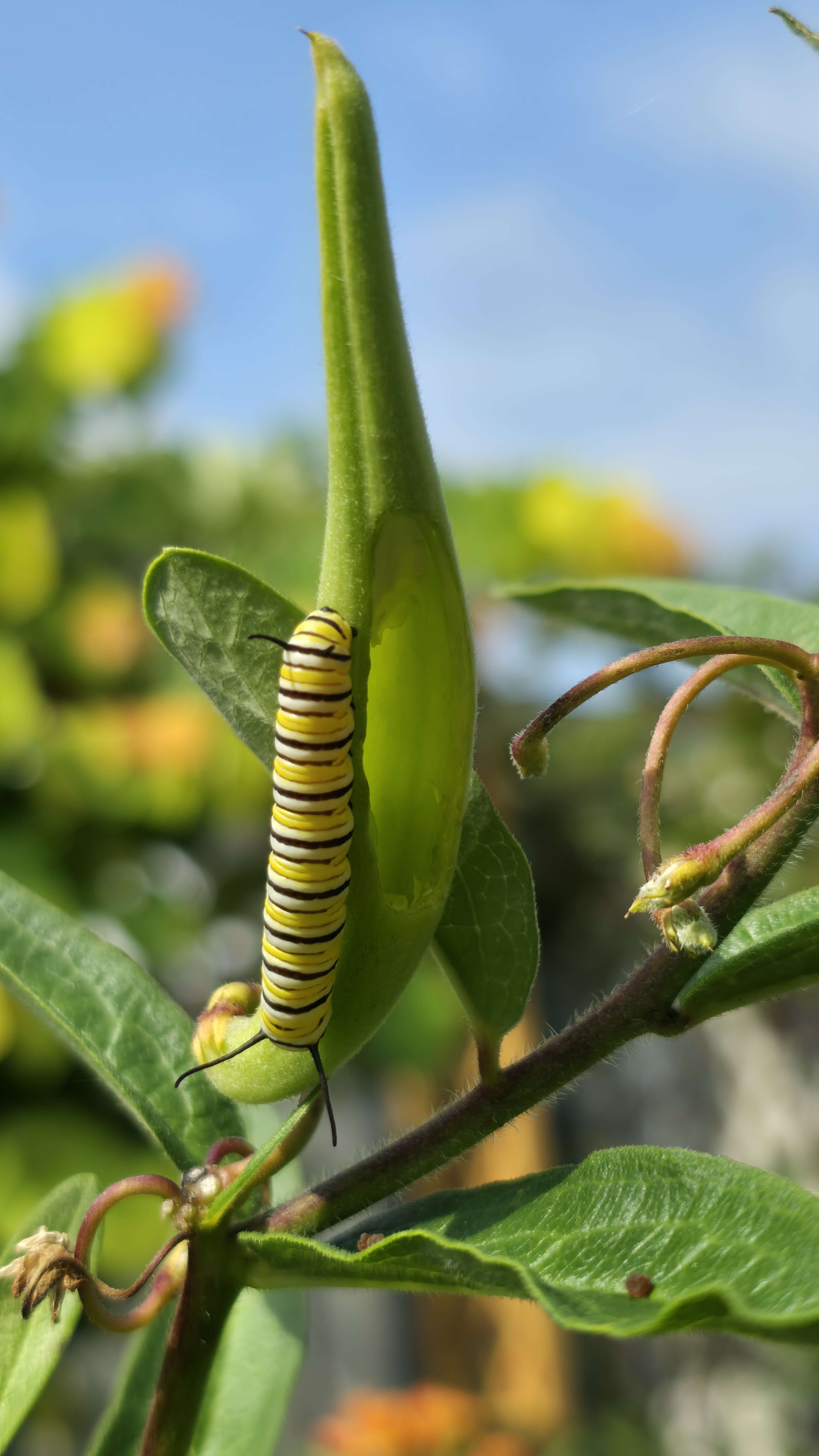 Monarch caterpillars on milkweed