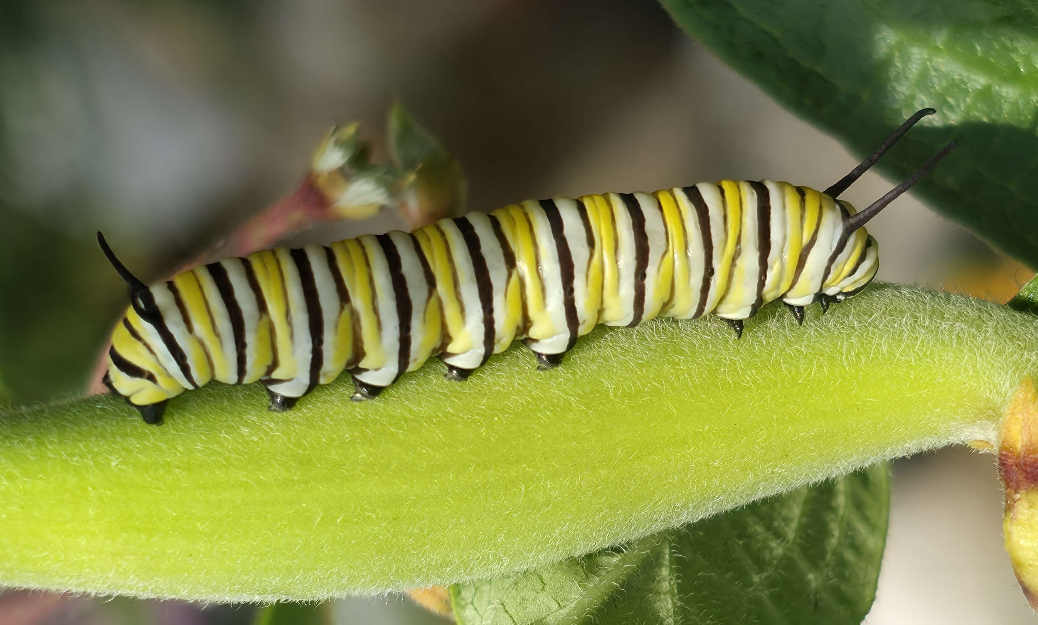 Monarch caterpillar, second angle