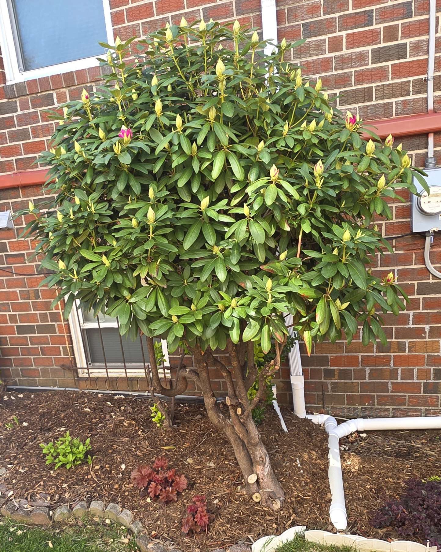 Rhododendron late April