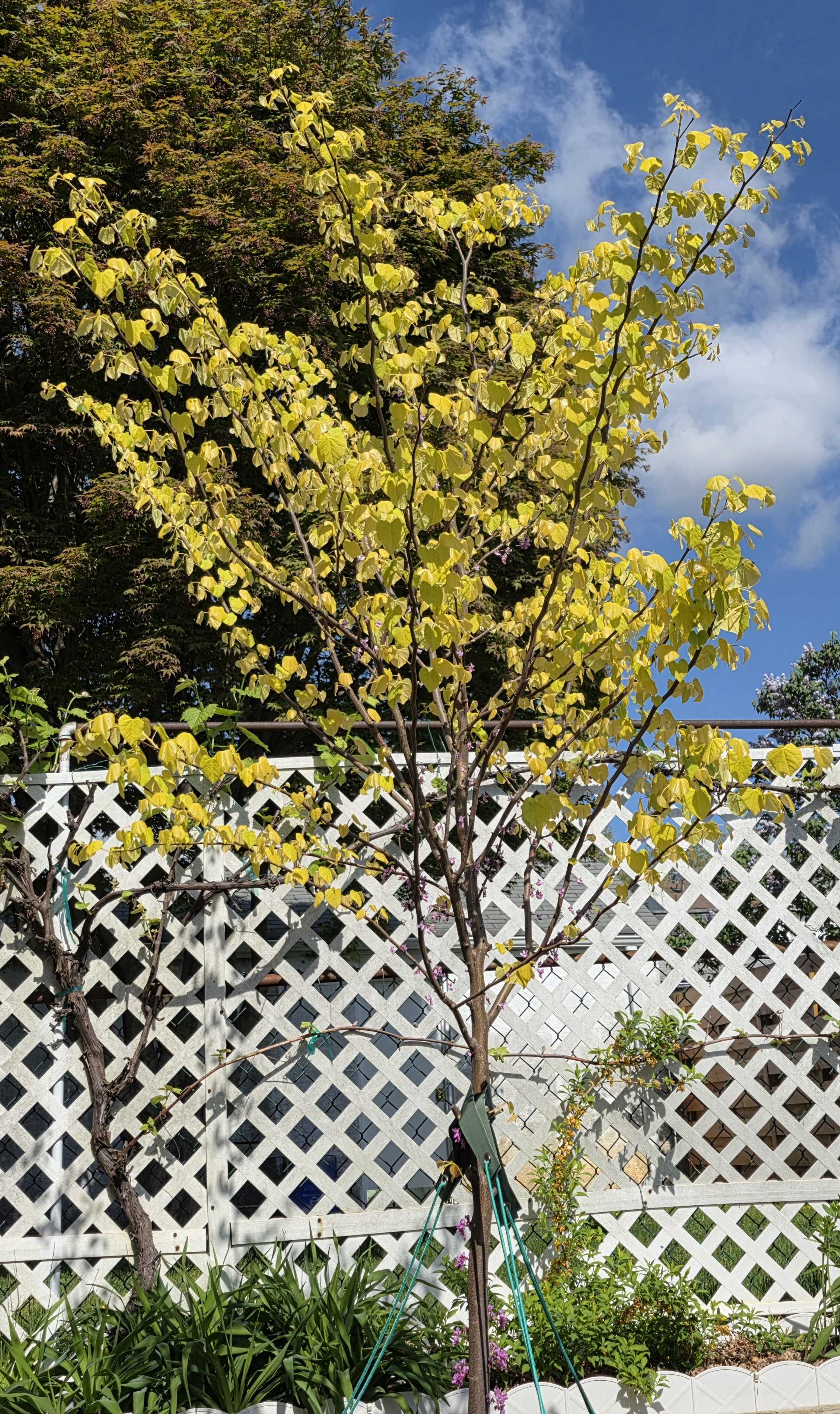 Peak color explosion