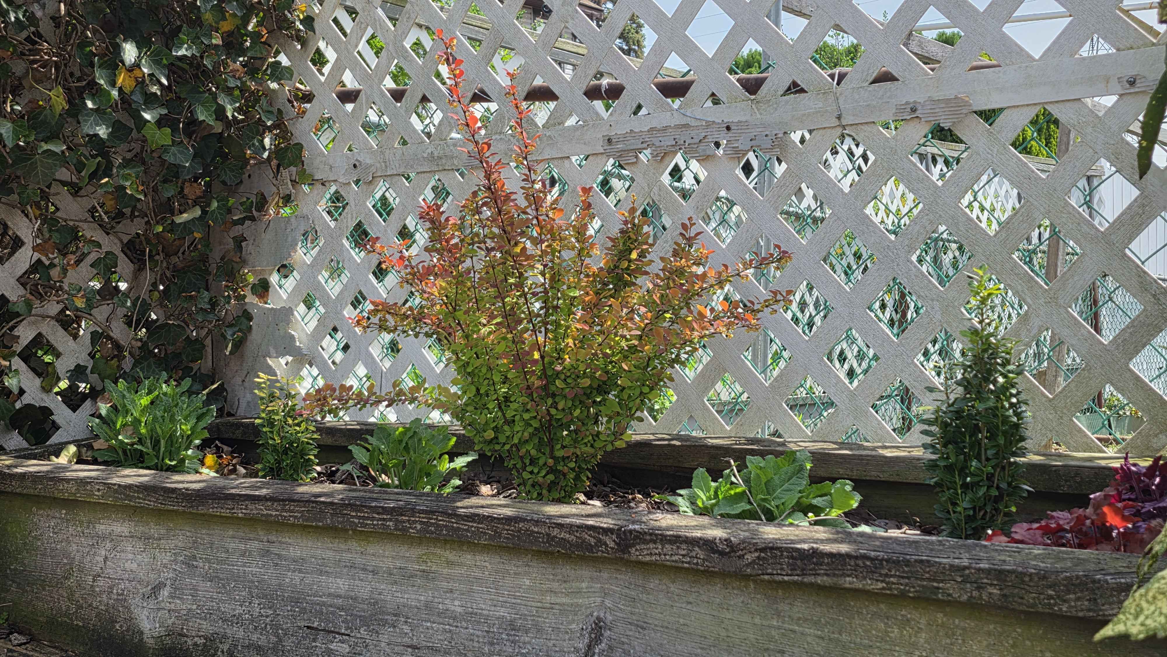 Side house bed April 16