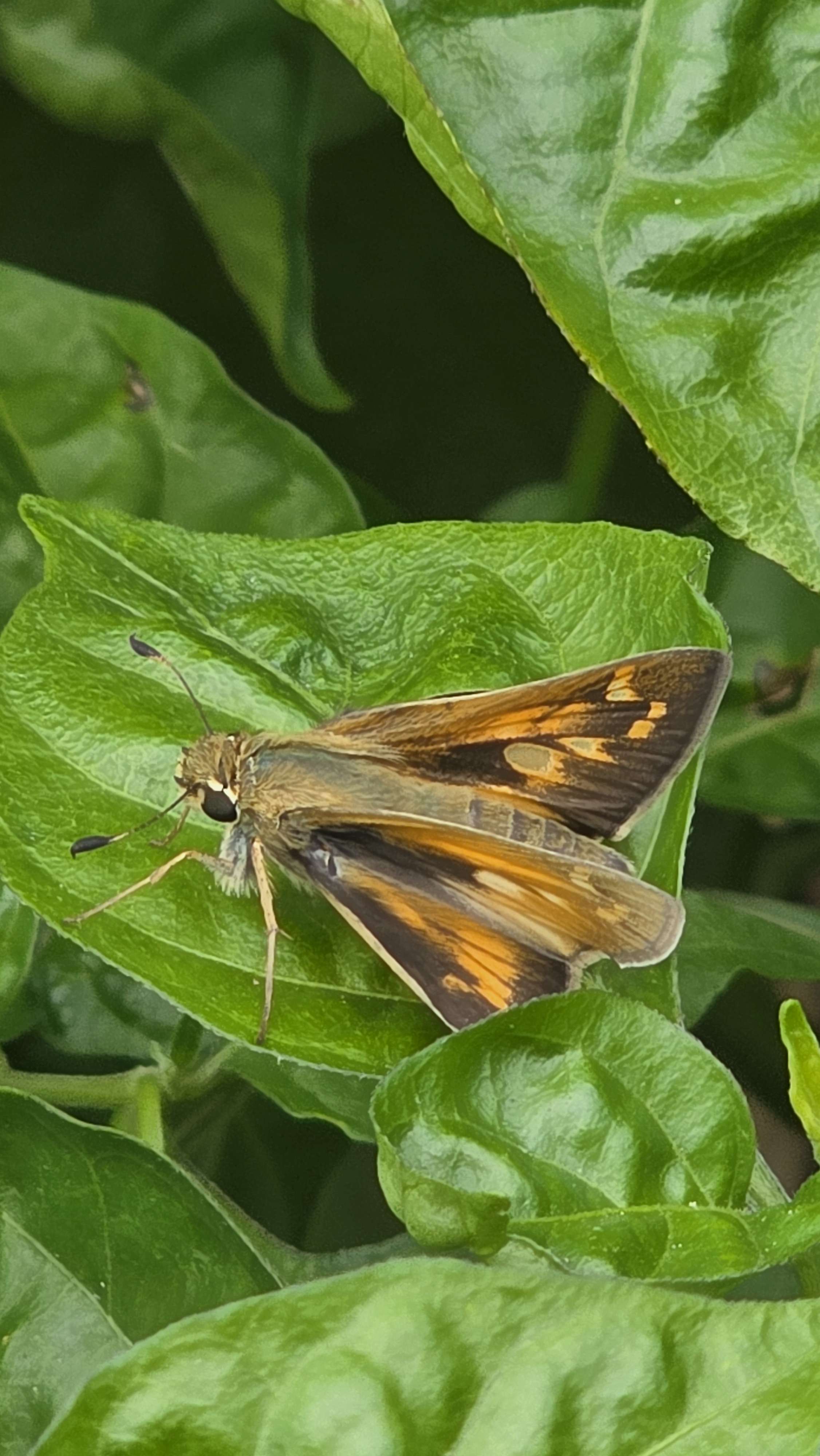 Skipper butterfly on green leaves