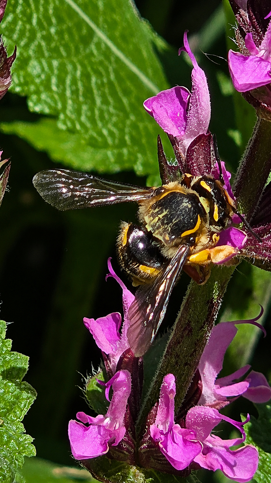 Hoverfly visiting purple salvia flowers