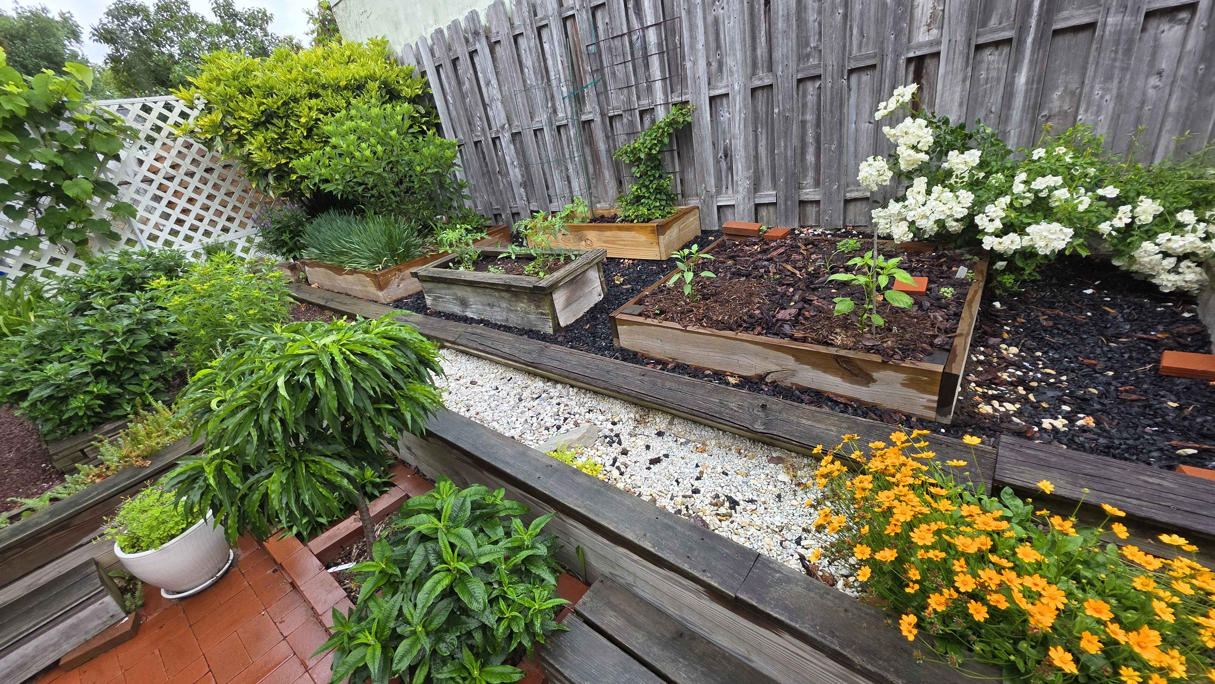 Raised beds with vegetables, white rose, coreopsis, and fence vines
