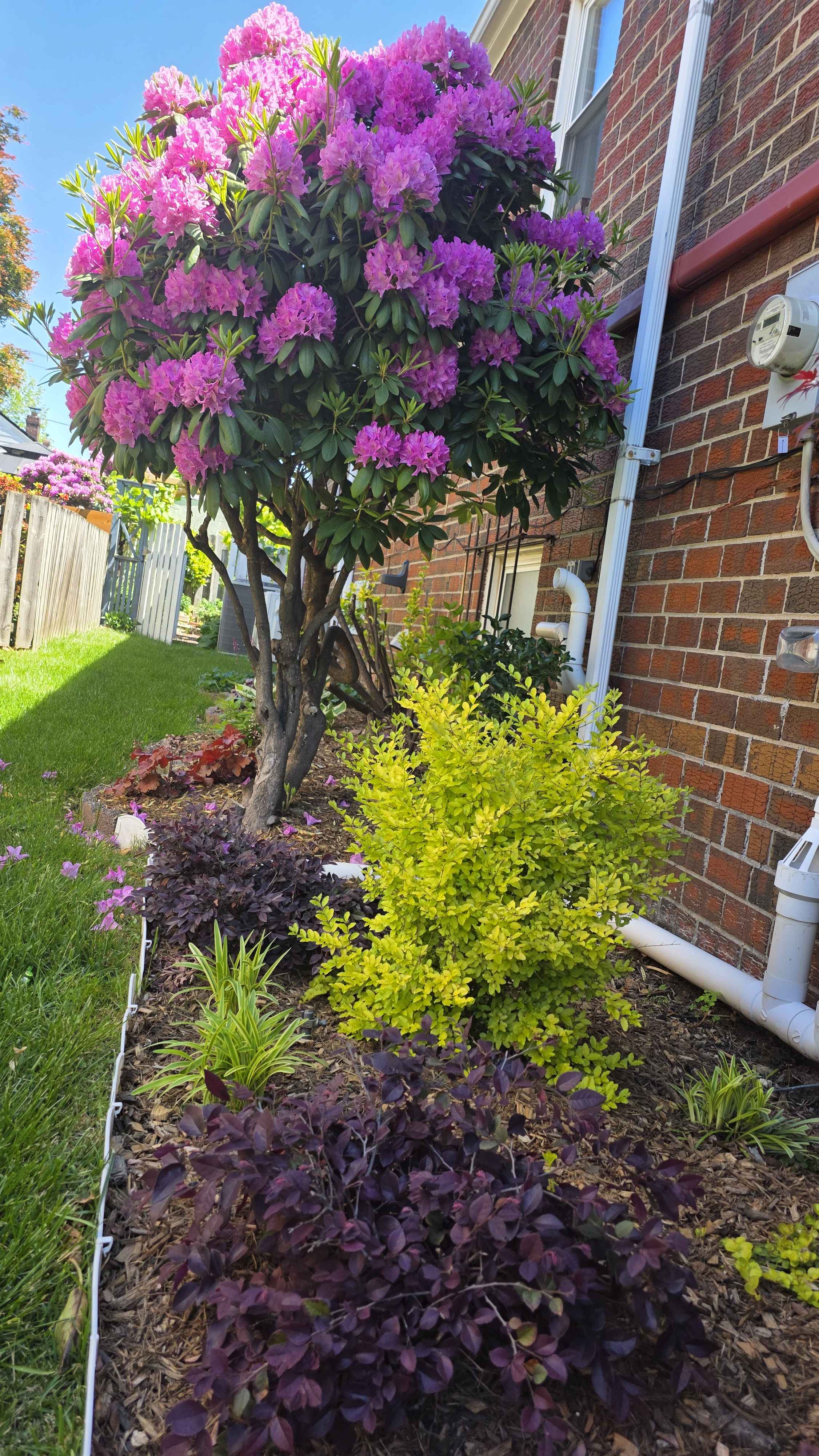 Rhododendron from the yard