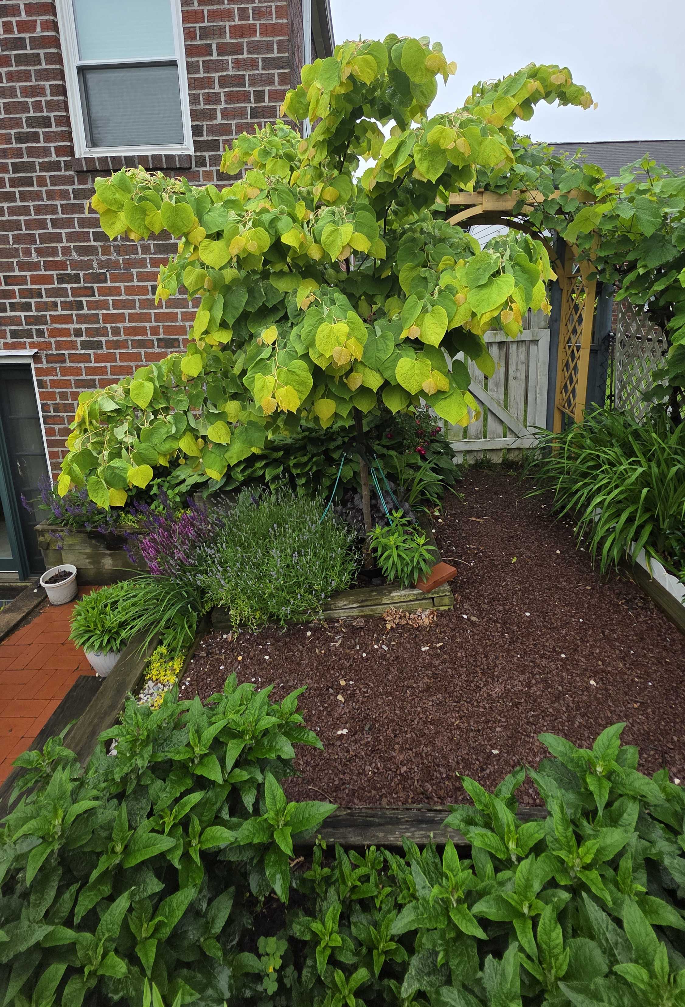 Rising Sun redbud framing the path beside purple salvia, hostas, and the grape arbor