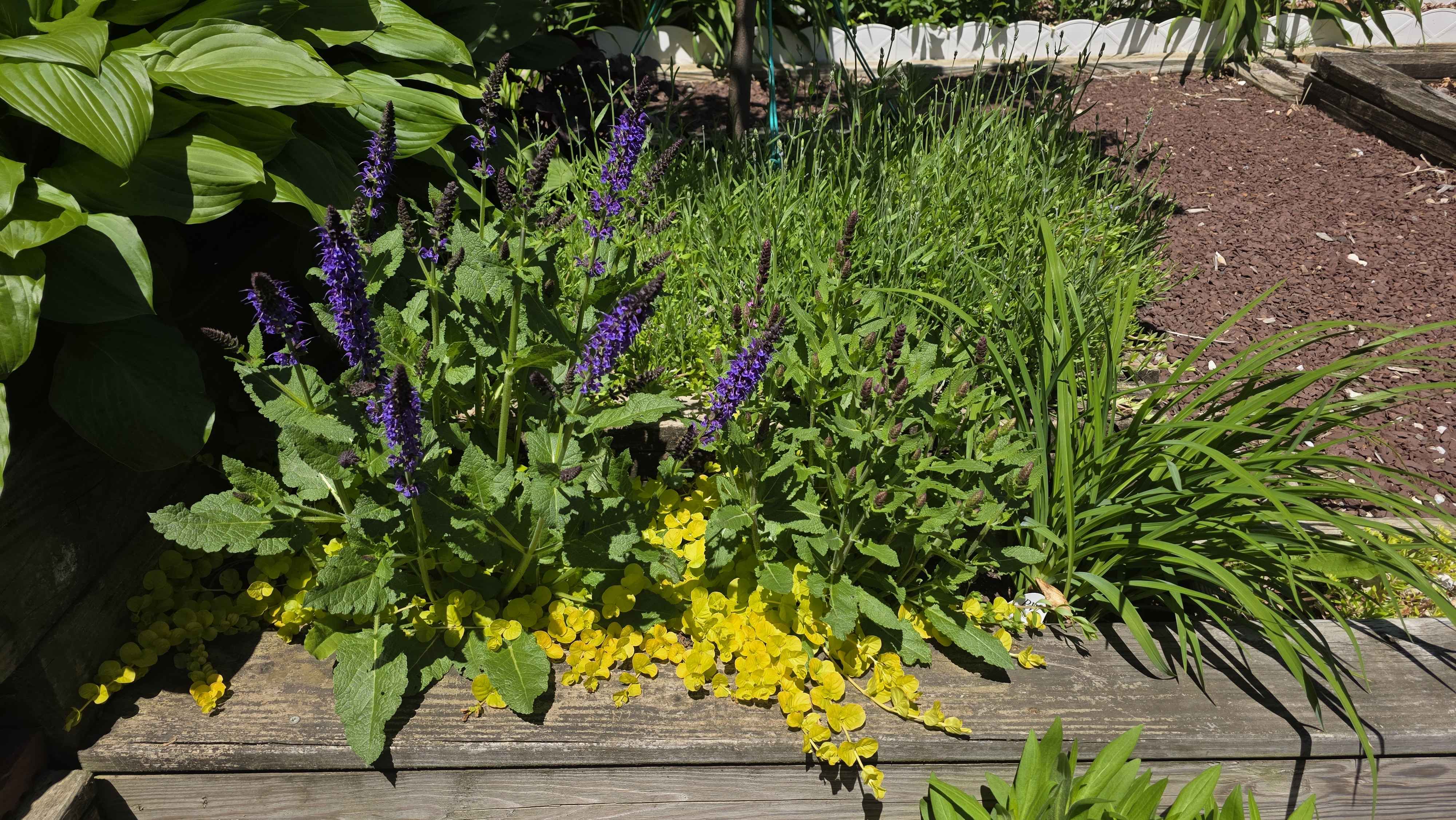 Salvia creeping jenny hosta bed