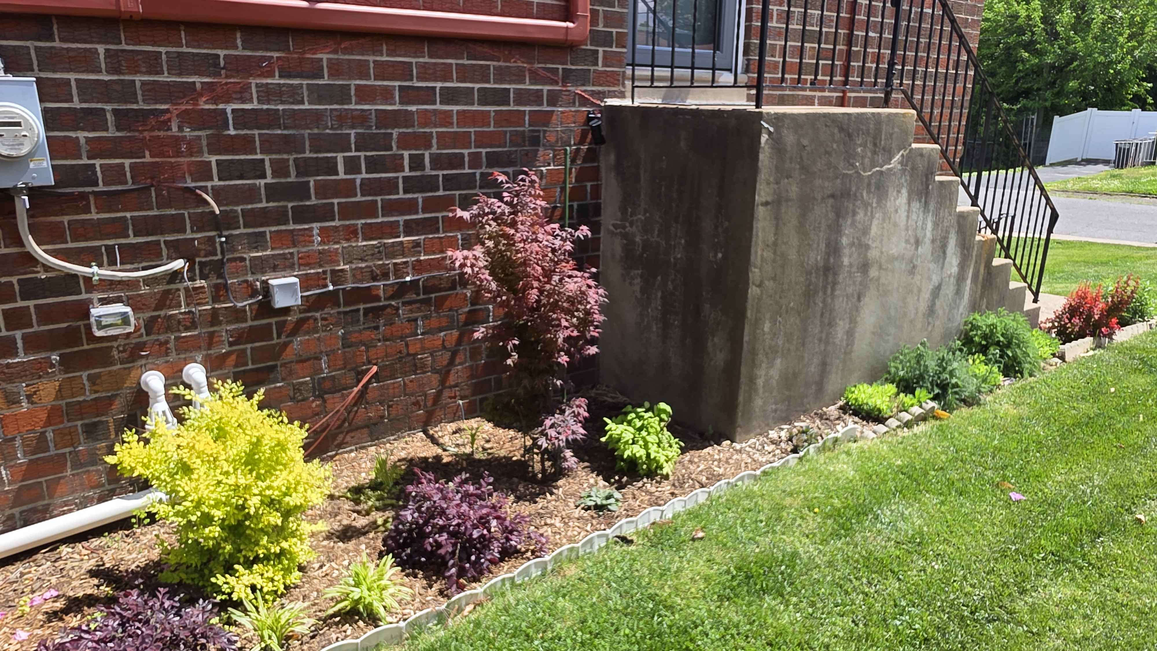 Side-house foundation bed with Sunshine ligustrum, Shaina maple, loropetalum, and young edge plantings