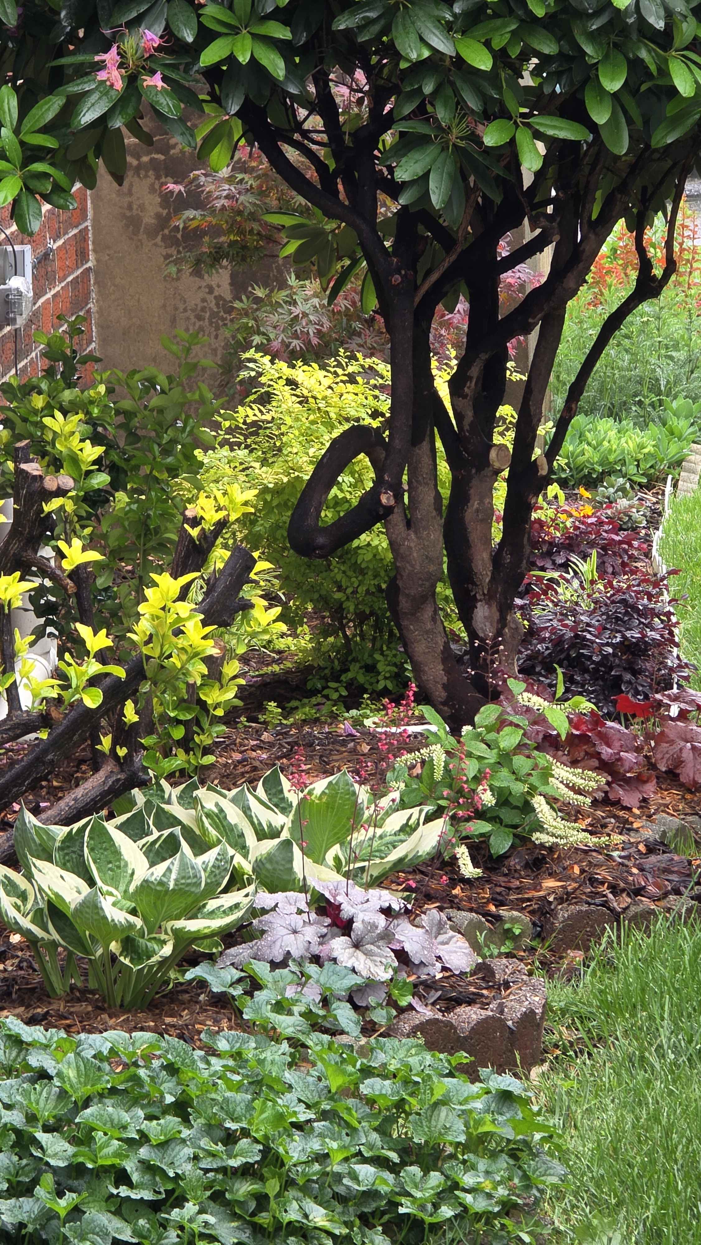 Side-house foundation bed with rhododendron, hostas, heuchera, sweetspire, and Sunshine ligustrum