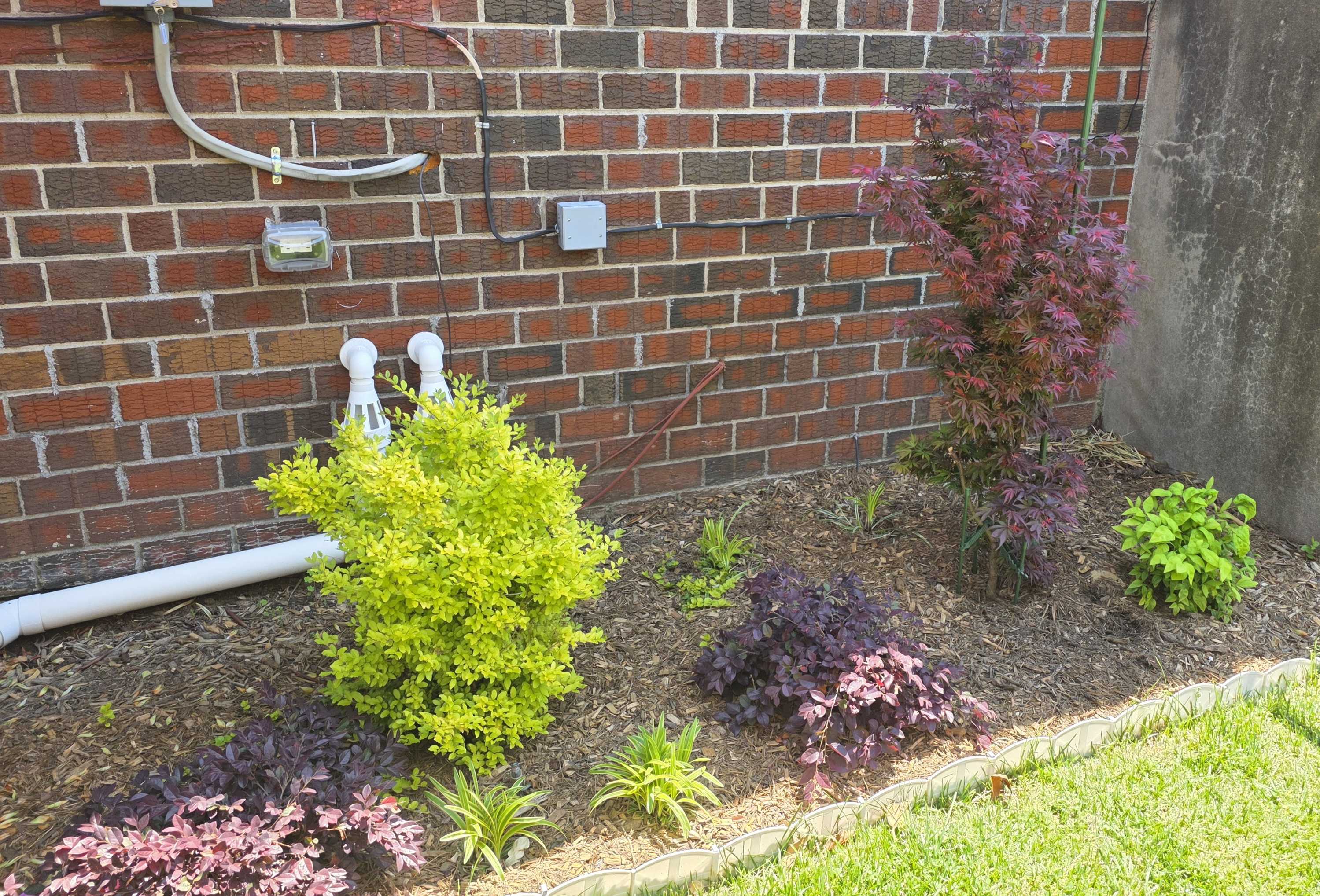 Side house Ligustrum and Loropetalum May