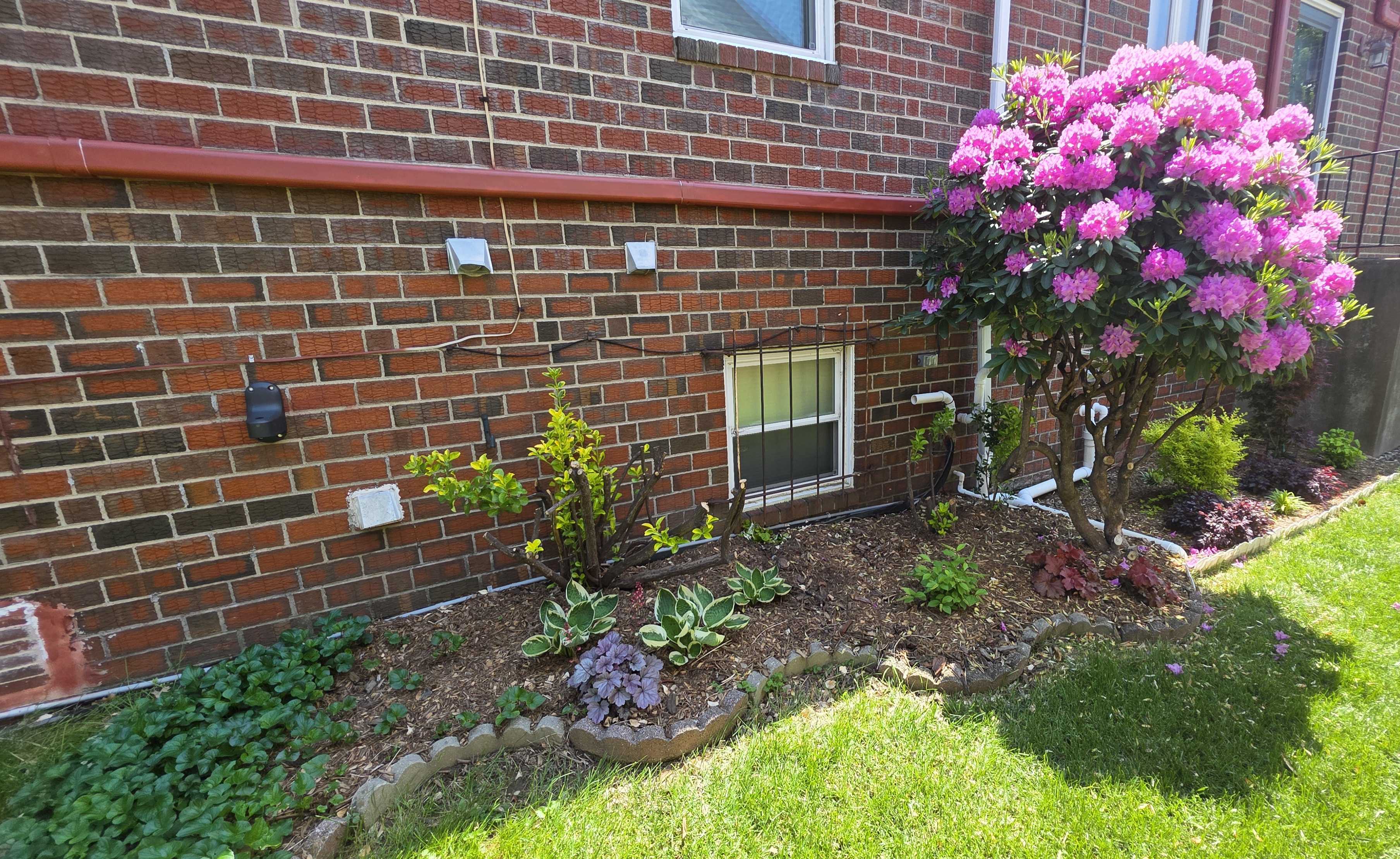 Side house rhododendron bed May