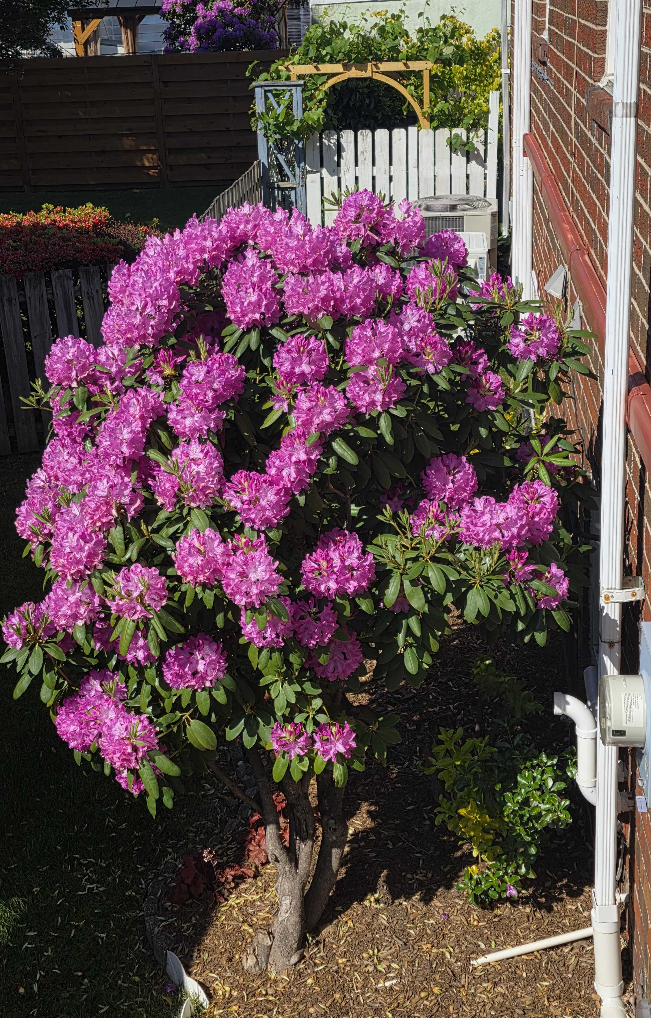 Rhododendron bloom close-up