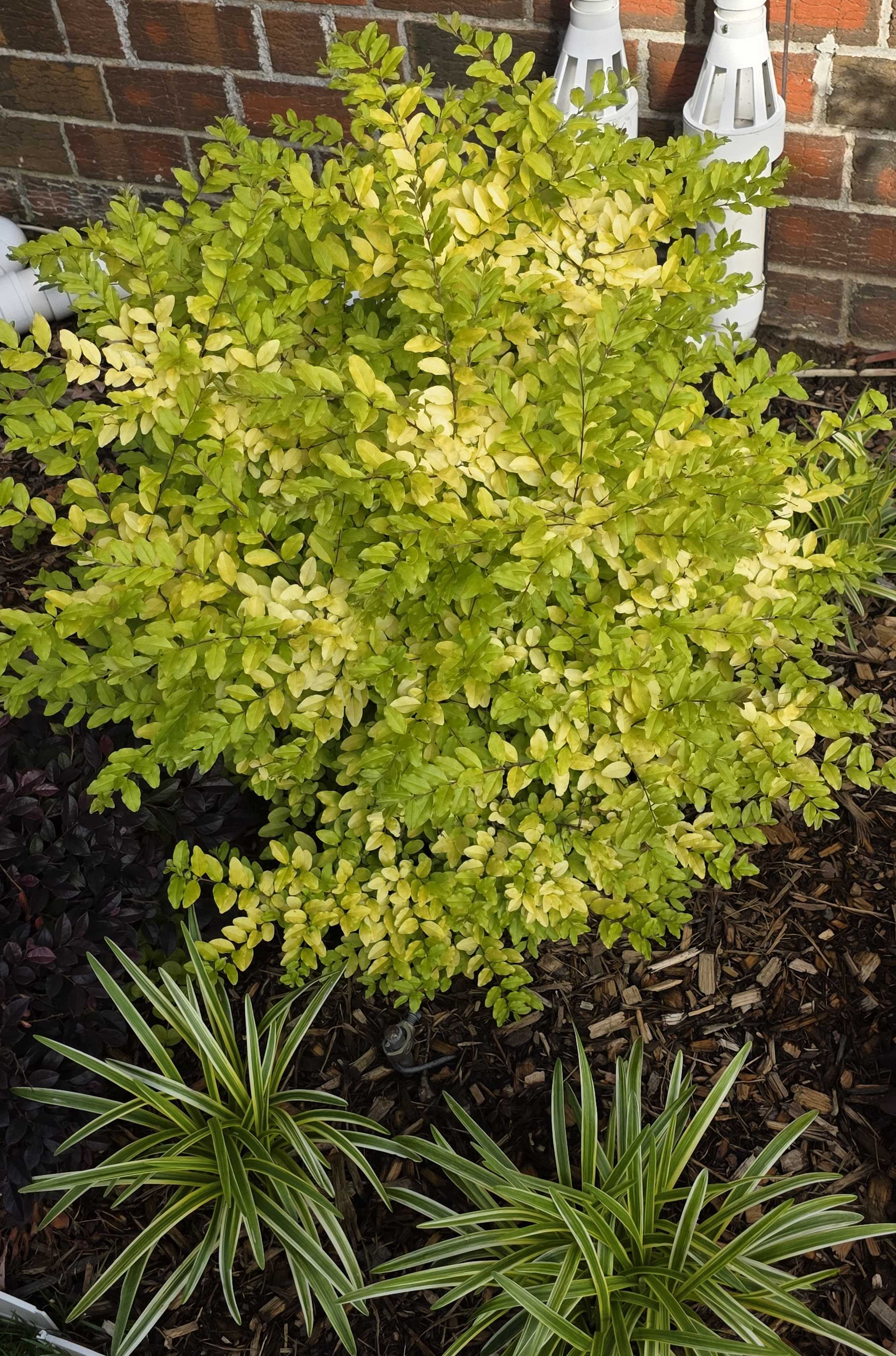 Sunshine ligustrum glowing above variegated liriope in the side-house bed