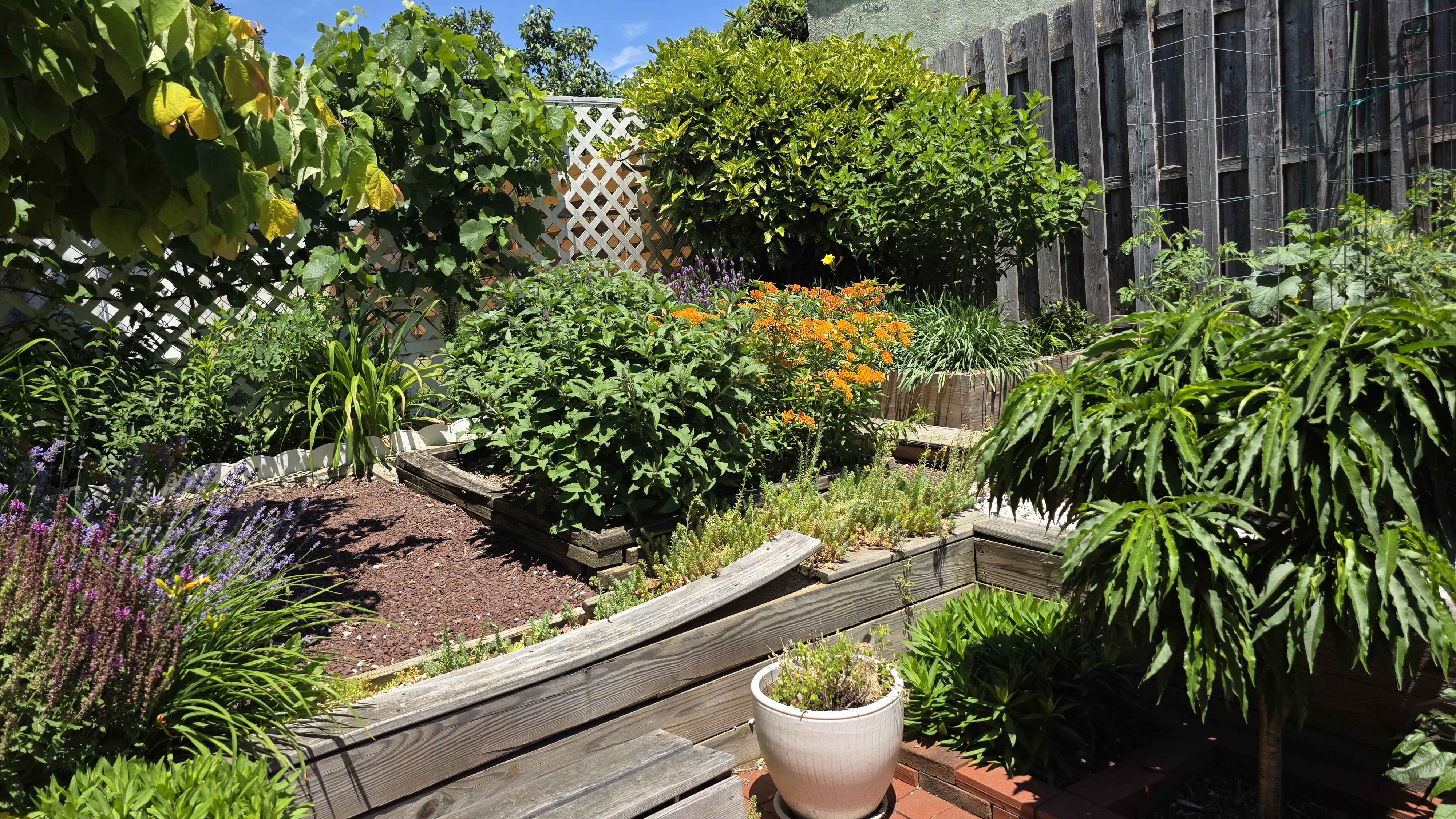 Back garden raised beds in full early summer growth