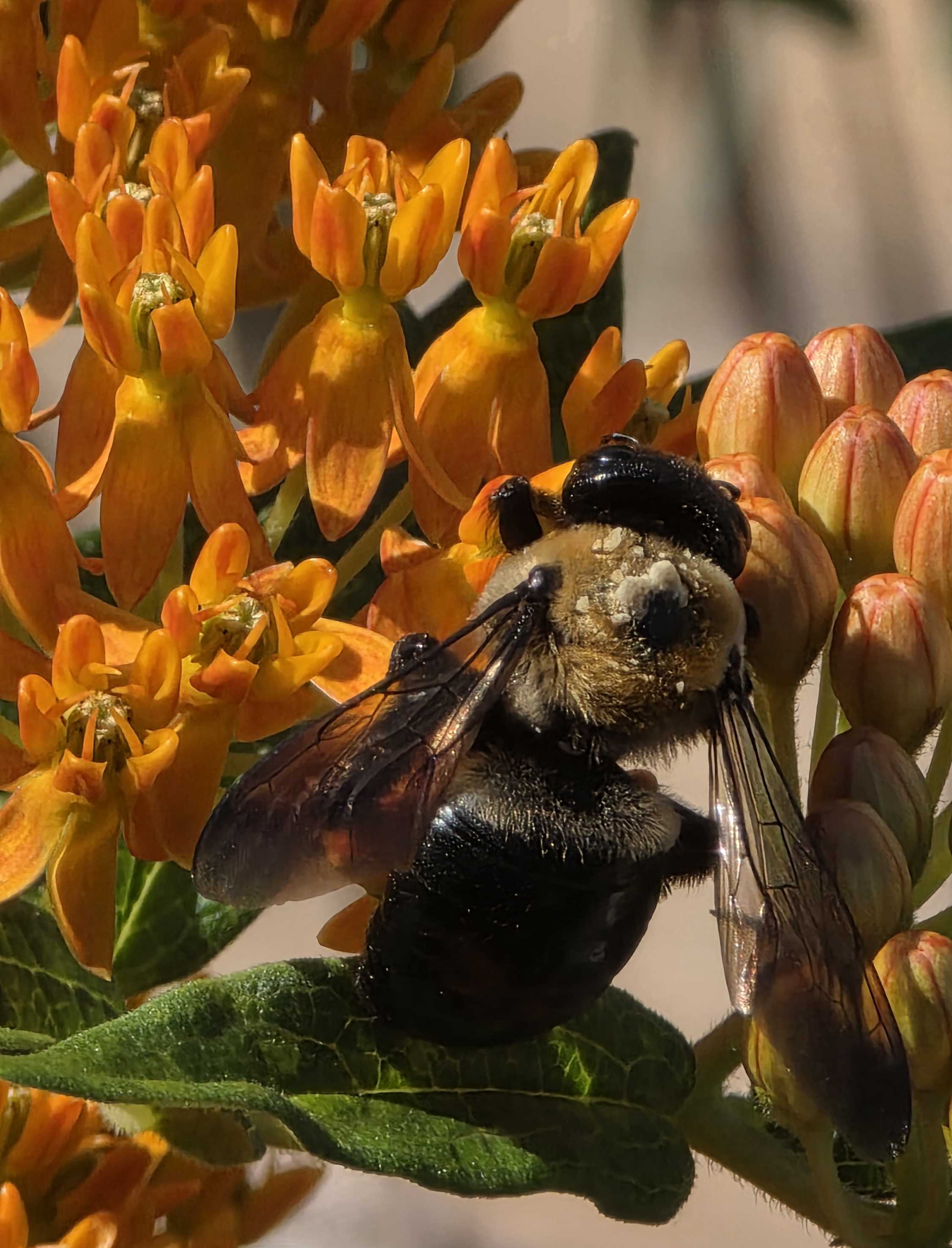 Large carpenter bee visiting orange milkweed flowers