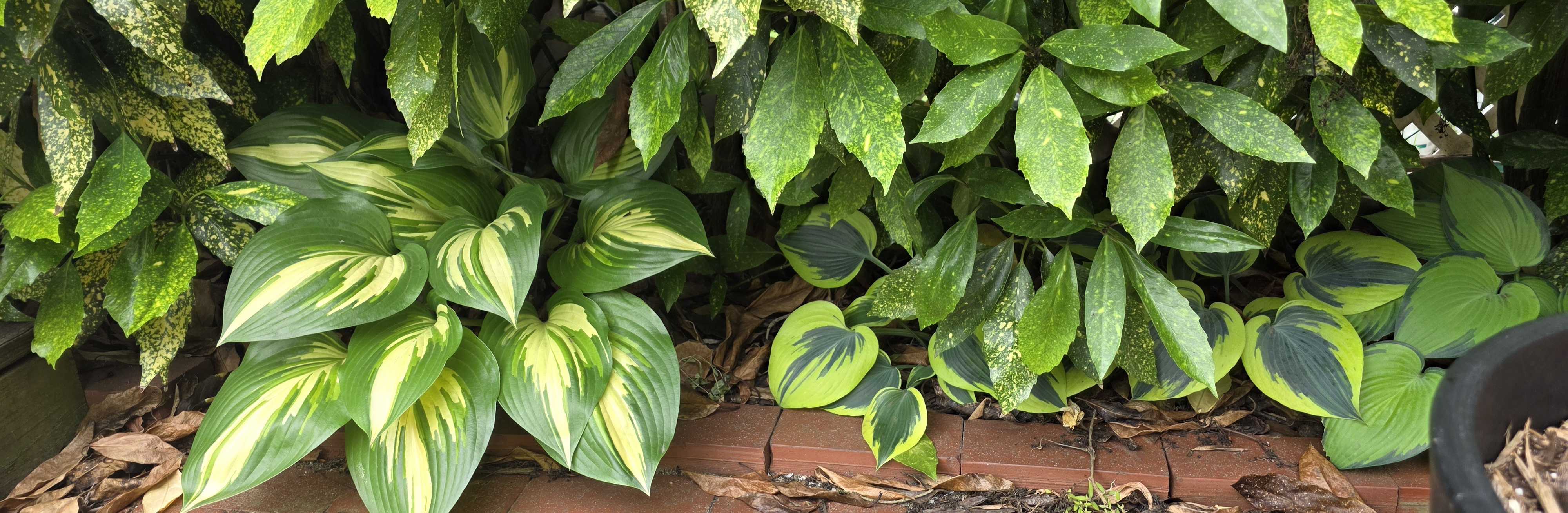 Wide shaded border with hostas beneath Gold Dust aucuba
